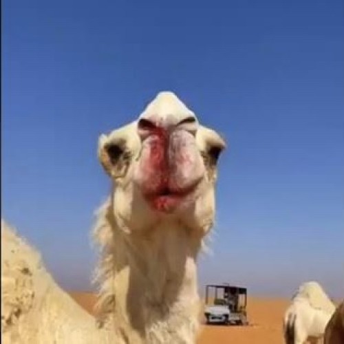 البرد إلي يدمي الخشوم .. شاهد: مافعله البرد الشديد للإبل في طريف