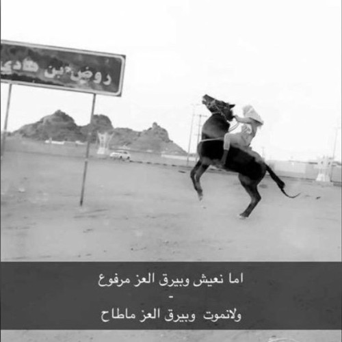 تقرير لصحيفة “الشمال الإلكترونية” مع فرسان “حائل” للكشف عن هواياتهم للخيول