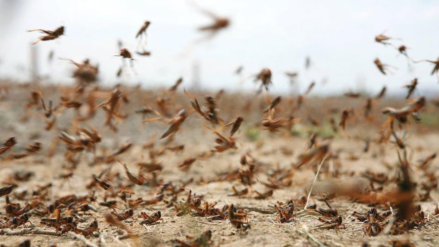 “البيئة” تطلق خدمة إلكترونية للإبلاغ عن ظهور الجراد الصحراوي