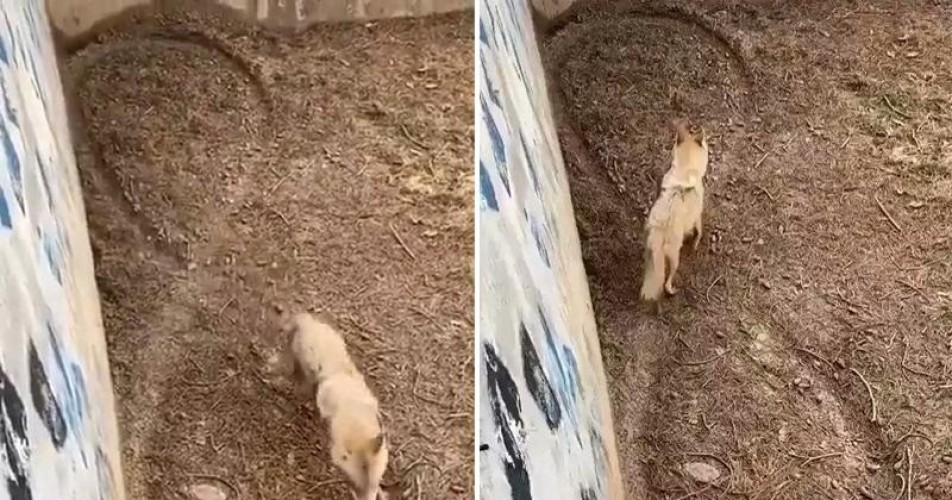 فيديو متداول: ذئب يرسم رمز رياضي معروف بأقدامه .. وحالة من الجدل والتكهنات لتفسير السلوك الغريب