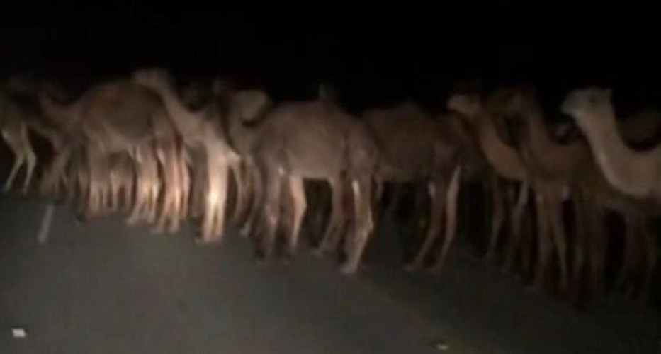 مصرع مواطن ثلاثيني بسبب جمال سائبة على طريقة السعيرة