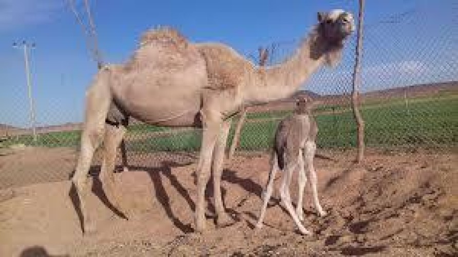 نفوق قعود بعد 20 دقيقة فقط من تركيب شريحة إلكترونية له