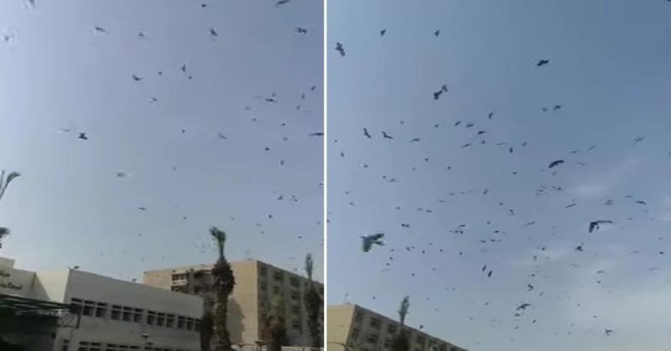 بالفيديو: الخفافيش تغطي سماء مستشفى الملك فهد بـ”جازان”