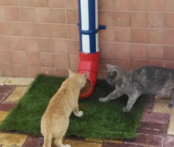 شاهد: كيف يتعامل رجال بلدية الخبر مع إطعام القطط بمبادرة “طعما رحمة”