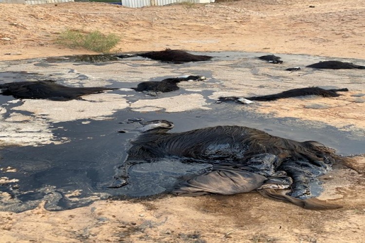 مدني حائل: احتجاز قطيع من الماشية بمادة القار في منطقة صحراوية ببقعاء