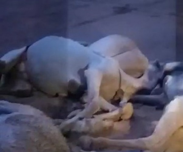 شاهد .. صاعقة رعدية تقتل مجموعة من الإبل في عفيف