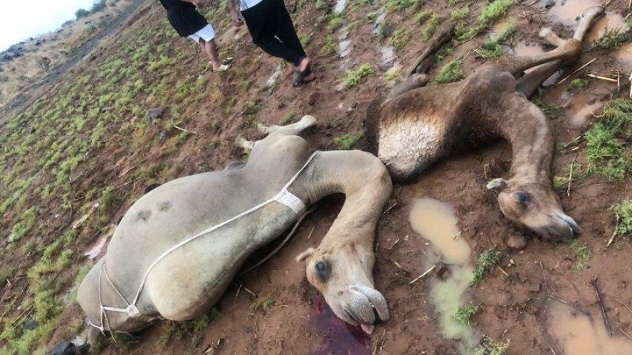 وفاة مواطن ومجموعة من الإبل بعد أن ضربته صاعقة رعدية في محافظة العارضة