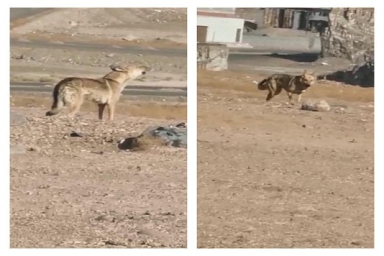 شاهد: ذئب جائع يتجول في العاقول بالمدينة المنورة .. ومواطن يوثقه وهو يعوي!