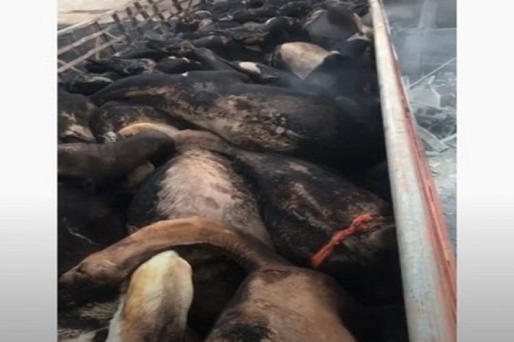 شاهد: حادث مروري مروع بين شاحنات نقل وغاز في السليل .. ونفوق 24 متناً من الإبل