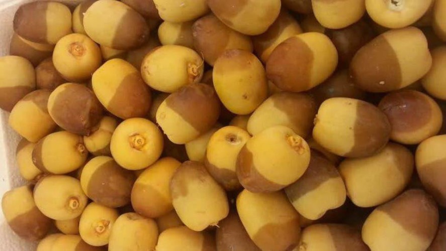 “الحصيني”: قريباً سنستقبل بواكير إنتاج الرطب بهذه المناطق