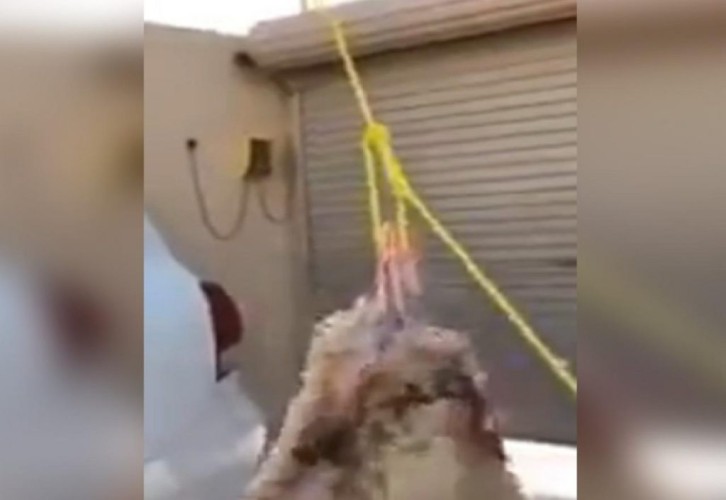 للاستغناء عن شراء رافعة .. بالفيديو: تعرف على طريقة رفع الذبيحة بأدوات بسيطة