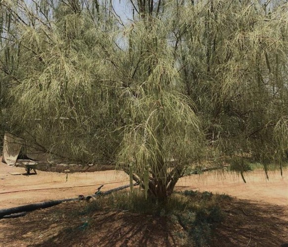 ماهي شجرة “البيرغرينا” التي تُستخدم زيوتها في صناعة مستحضرات التجميل والعطور وتُزرع في العلا؟ – صور