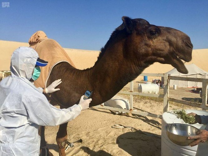 يسهّل دراستها وتنظيم سلالاتها.. كيف يسهم الترقيم الإلكتروني في تقنين أوضاع الإبل؟