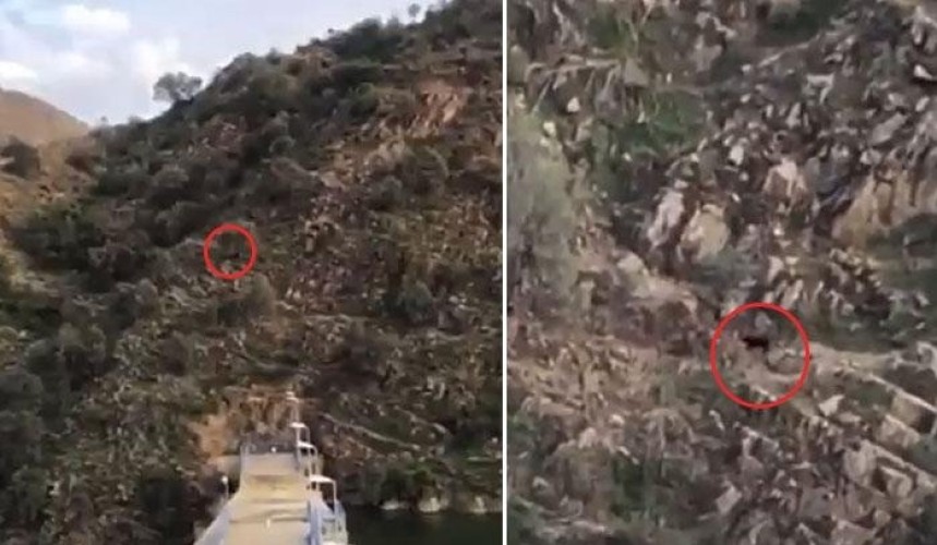 بعد تسببه في ضجة .. فيديو جديد يكشف حقيقة النمر الأسود الذي ظهر في الباحة