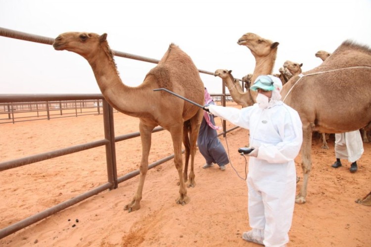 “البيئة”: سنعمل على ترقيم جميع الإبل المسجلة خلال الـ ٣ شهور المقبلة