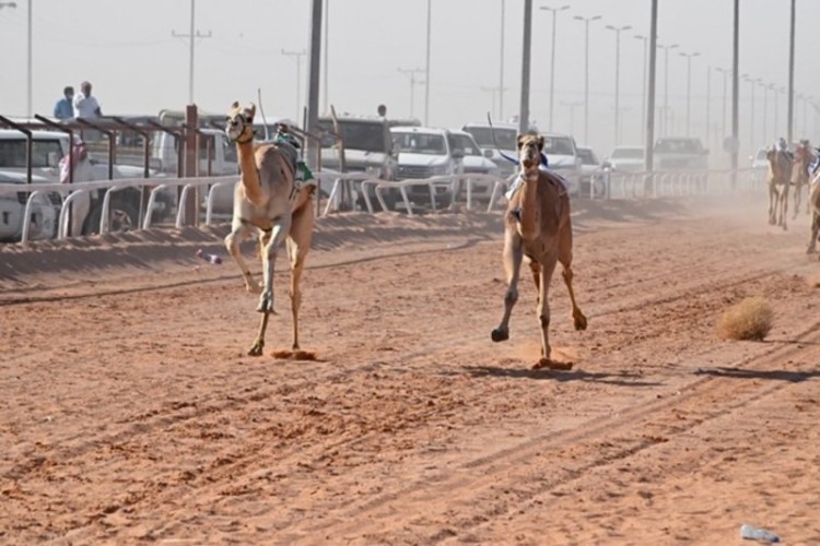 بأسرع توقيت .. القعود “معتز” يتصدر اليوم الثاني لسباقات الهجن بحائل