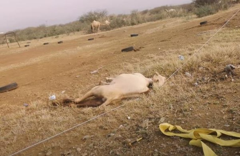 بالفيديو: إنقاذ ناقة تعرضت لصعقة كهربائية بسب أسلاك الضغط العالي