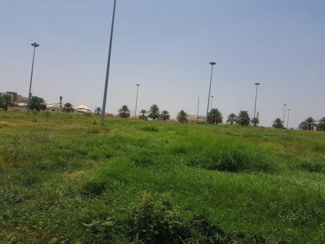 الأهالي في أحد المسارحة يشتكون من انتشار الزواحف والثعابين .. والمجلس البلدي يعلق!