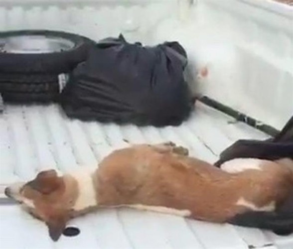 أول تعليق من”أمانة الرياض” على فيديو “الكلاب النافقة”.. وهذه ملابسات سبب نقلها بتلك الطريقة