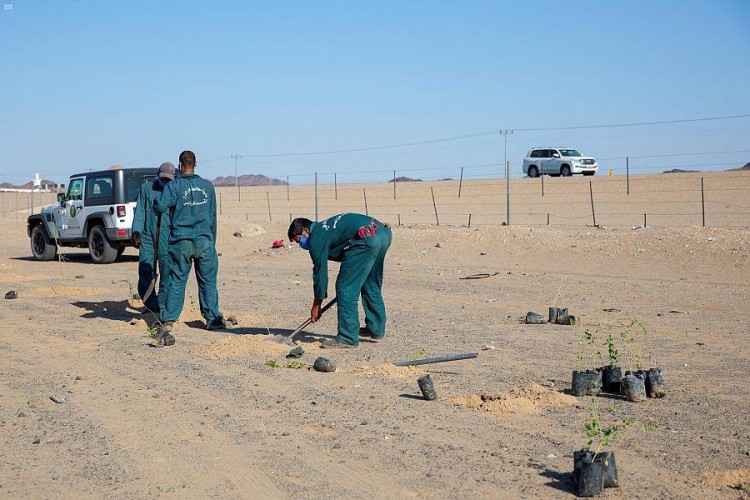 أمانة المدينة تنفذ حملة لـ”زراعة 6000″ شتلة ضمن مبادرة “تشجير المدينة”