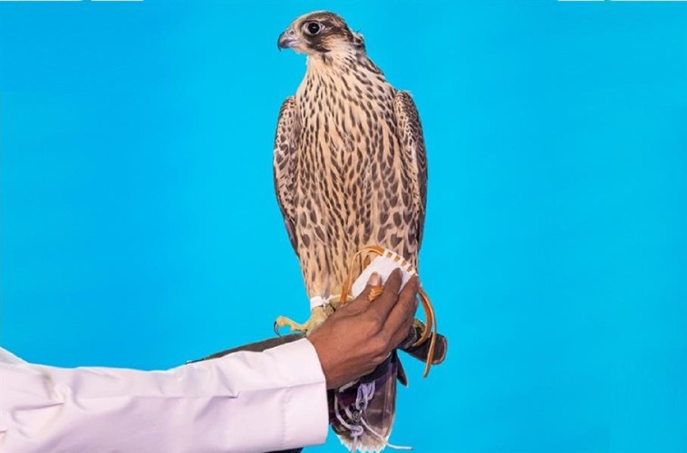 لليوم السادس .. بيع صقر “شاهين فرخ طرح العشيبة” بـ 171 ألف ريال