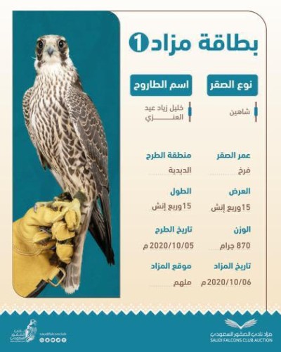 مزاد الصقور يتواصل اليوم وسط توقعات باستمرار الإثارة