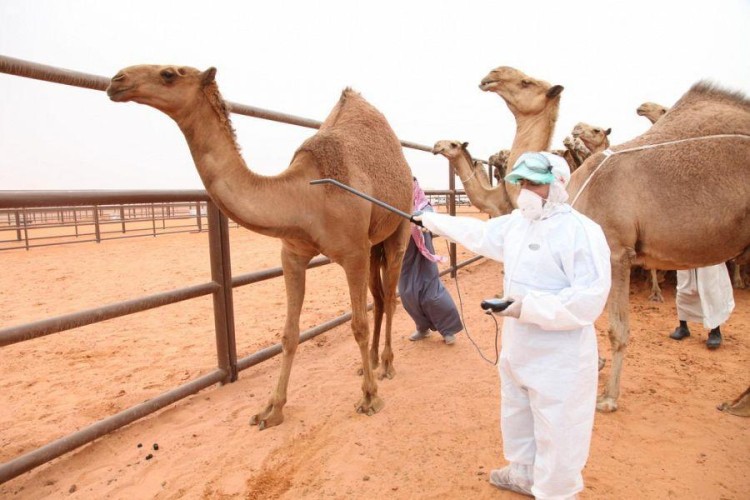 فرع البيئة بـ”رفحاء” يدعو المواطنين الراغبين بترقيم إبلهم للمراجعة خلال هذا اليومين!