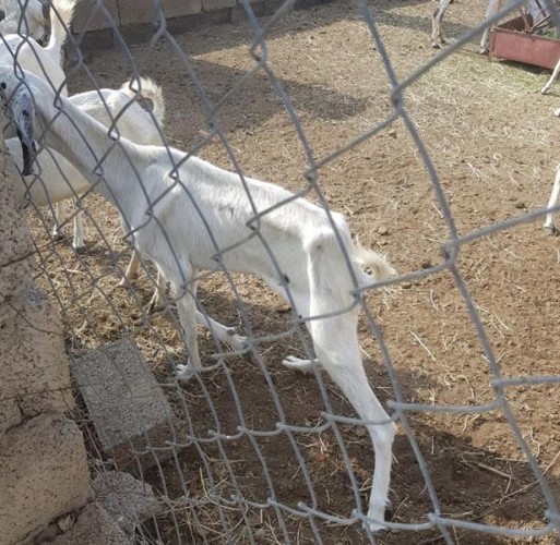 سعره 150 ريالاً.. لقاح جديد لمواجهة المرض القاتل للماشية بجازان