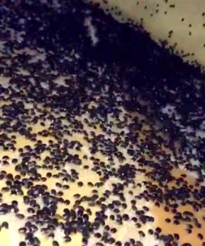 شاهد: حشرات بأعداد كبيرة تهاجم المنازل في أحد المسارحة في جازان