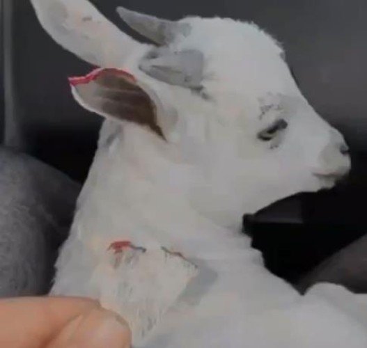 شاب يصور صديقه وهو يقضم أذن ماعز .. ومطالبات بمحاسبته!