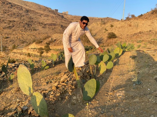 المزارع الغامدي: التين الشوكي ثروة زراعية مهمة  لم تُستغل بعد في الباحة