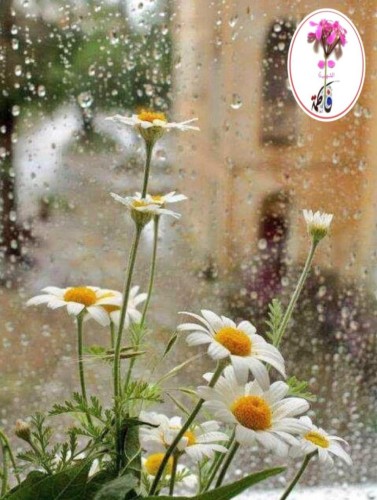 وانهمر المطر