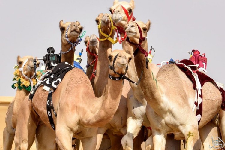 محافظة رماح تستضيف سباق الهجن على مدار 6 أيام