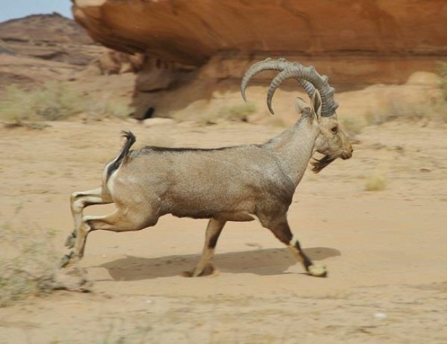 شاهد: أكبر عملية إطلاق للأحياء الفطرية المهددة بالانقراض من حيث عدد الأنواع في محمية شرعان في العلا