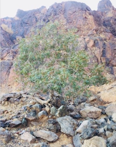 رابطة تبوك الخضراء تطلق بادرة إكثار شجرة ” البطم ” المهددة بالإندثار