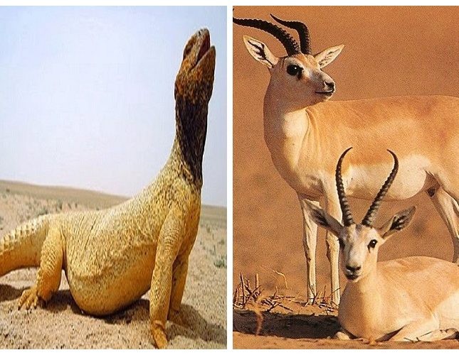 البيئة تكشف عن قيمة الغرامات التي يتم تطبيقها على مخالفات صيد الكائنات الفطرية