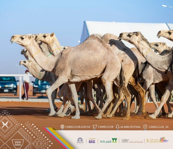 بالأسماء .. لجان التحكيم في مهرجان الملك عبدالعزيز للإبل تعلن عن نتائج المتأهلين للتحكيم النهائي