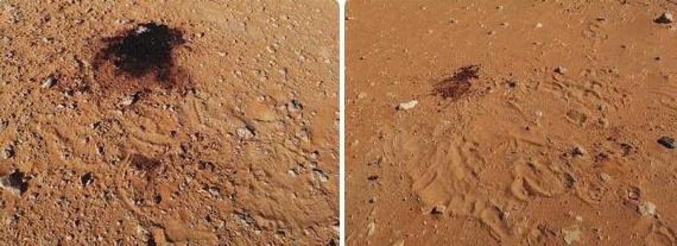 إمارة نجران: القبض على مواطنين قتـلا 5 ظباء بمحمية عروق