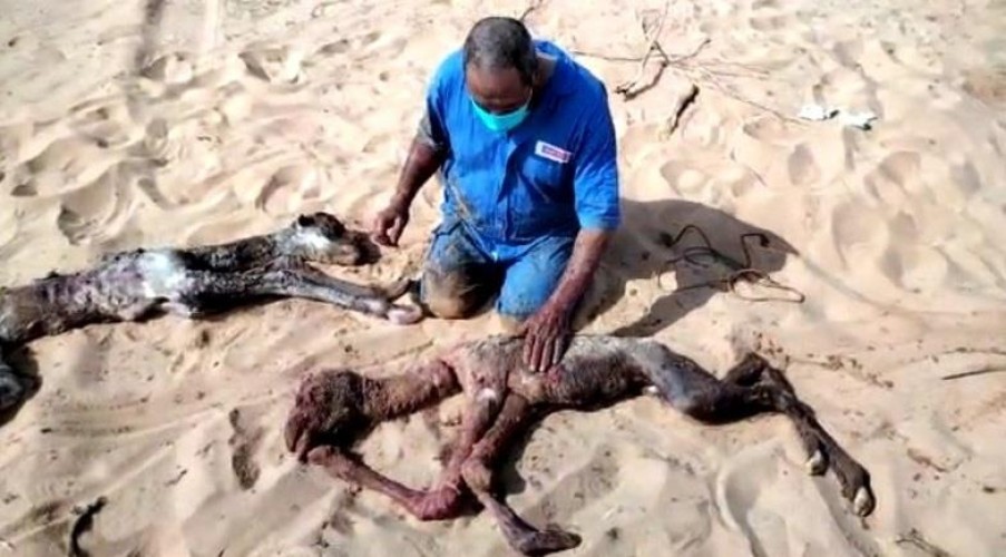 في حالة نادرة .. ناقة تلد “بكرة” و “قعود” في تيماء  تبوك .. والكشف عن مصيرهما!