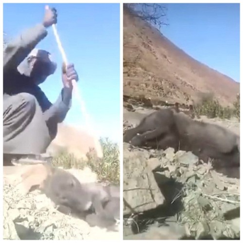 شاهد: شاب سوداني يعذب ذئب بوحشية في البر .. والشمال تطالب الجهات الأمنية التأكد من صحته!