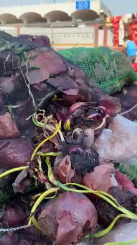 أمانة الشرقية تتلف طنين بصل فاسد في سوق الخضار والفواكه المركزي بالدمام