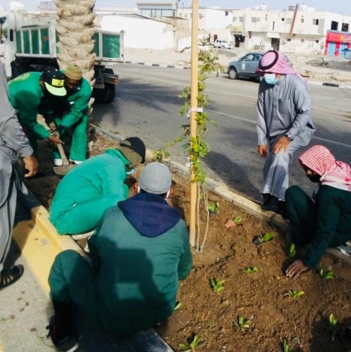 ” بلدية القريات ” : الانتهاء من زراعة ٧٩٣٥ شتلة ضمن مبادرة الجوف واحة خضراء