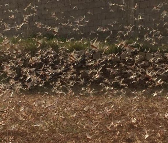 بالفيديو: الجراد يجتاح مزارع قرى غرب محافظة صبيا