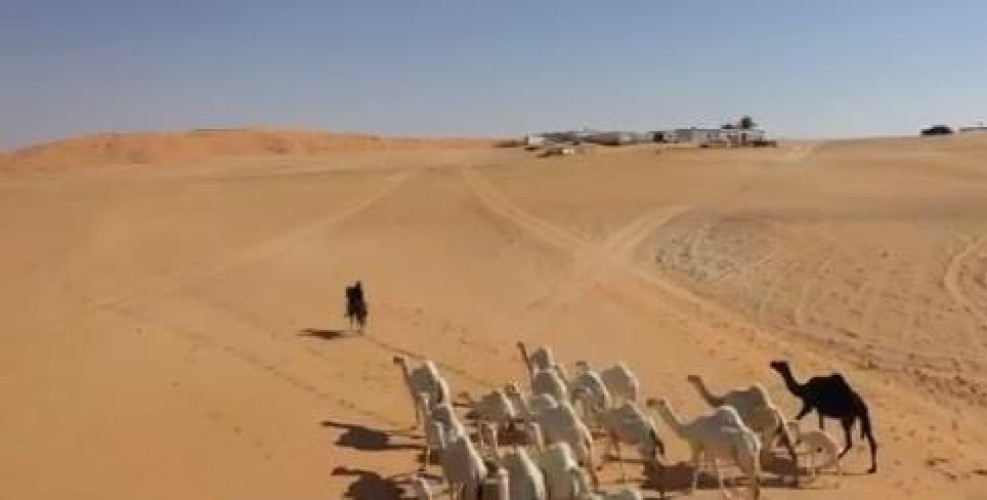 بالفيديو: عائلة تعتزل حياة المدينة وتعيش في الصحراء بـ”حائل” منذ عقود .. وسر تسمية المنطقة بـ”نقذة”