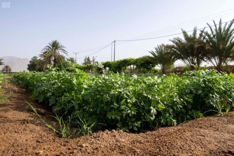 البيئة: طرح 15 ألف قطعة أرض زراعية للاستثمار جنوب غرب المملكة