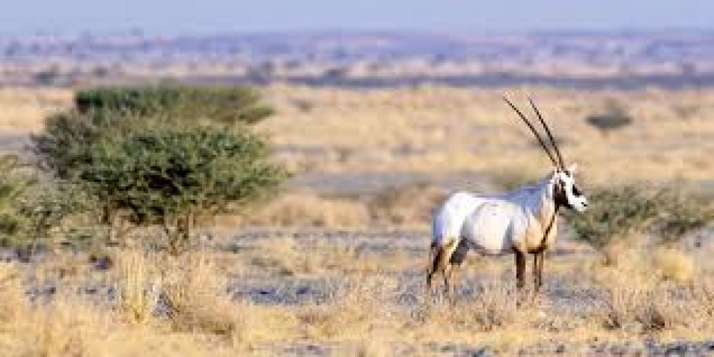 إطلاق عدد من ظباء الريم والمها العربي بمحمية الملك عبد العزيز الملكية