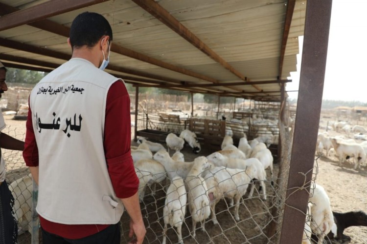 بر جازان توزع 7,500 كبلو من اللحوم الطازجه على 2,500 أسرة مستفيدة من خدماتها 