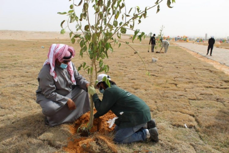 أمانة الجوف وبلدياتها تطلق الموسم الرابع لمبادرة “الجوف واحة خضراء”