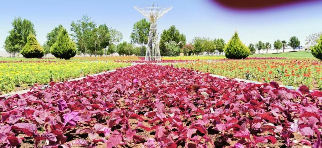 أمانة منطقة تبوك تنهي زراعة ما يزيد على ٥٠٠ ألف زهرة صيفية وعشرة الآف شجرة في حدائق مدينة تبوك