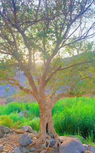 رئيس مركز ستارة يزور منتزه “ودغان” على طريق الهجرة بين مكة والمدينة